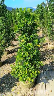 高度100厘米火山榕