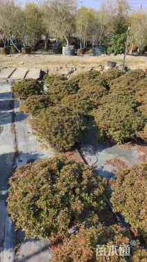 高度30厘米矮婆鹃