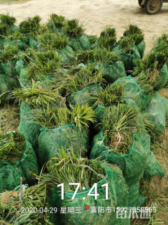 高度15厘米中叶麦冬