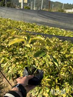 高度40厘米澳洲鸭脚木