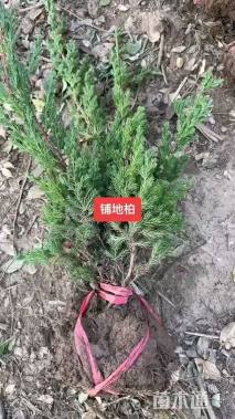 高度30厘米爬地柏