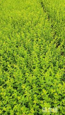 高度30厘米金禾女贞