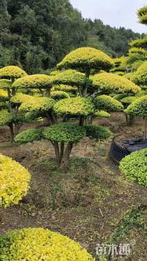 25公分造型亮晶女贞