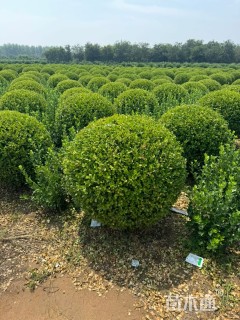 冠幅50厘米瓜子黄杨球