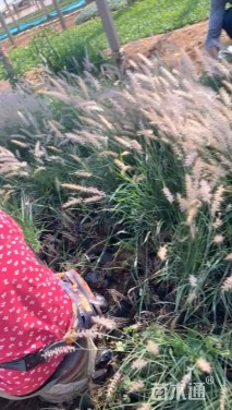 高度30厘米狼尾草