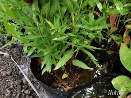 高度60厘米千屈菜