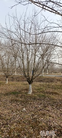 18公分绚丽海棠