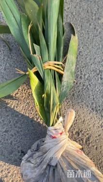 高度40厘米一叶兰