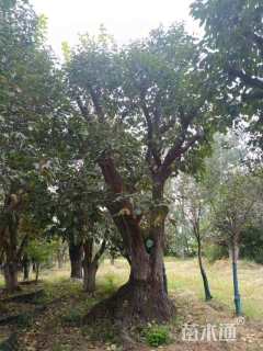 80公分柿树