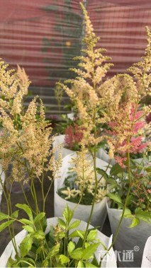 高度20厘米落新妇