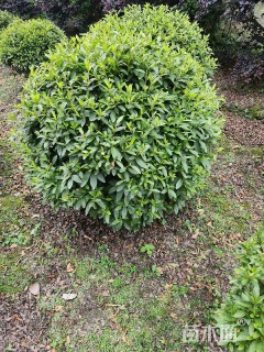 冠幅100厘米毛鹃球