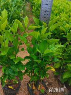 高度30厘米大红花