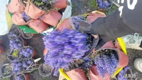 高度10厘米筋骨草