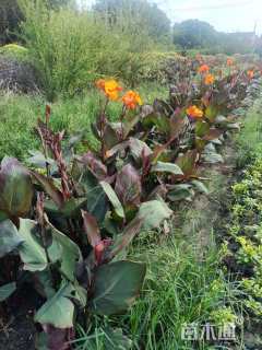 50厘米紫叶美人蕉