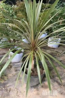 高度40厘米朱蕉