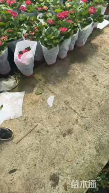 高度50厘米一叶兰