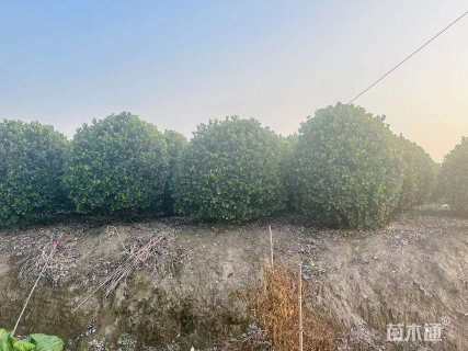 冠幅200厘米大叶黄杨球