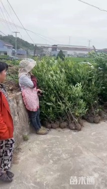 高度120厘米法国冬青