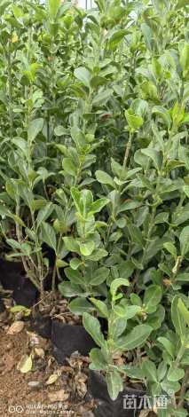 高度50厘米大叶黄杨