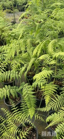 高度100厘米针毛蕨