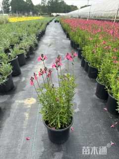 高度20厘米鼠尾草