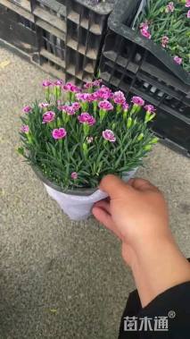 高度15厘米石竹