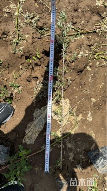 高度60厘米沙棘