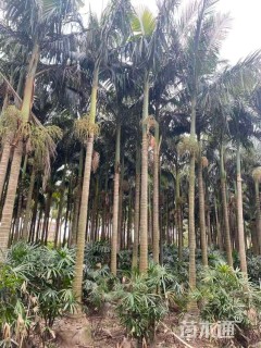 裸干高500厘米假槟榔