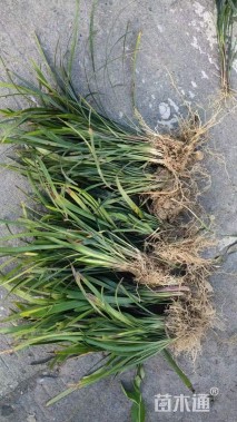 高度20厘米金边阔叶麦冬