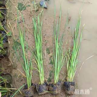 高度20厘米香蒲