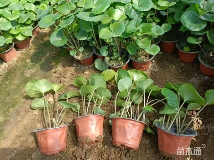 高度15厘米大吴风草