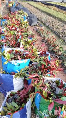 高度20厘米红背桂