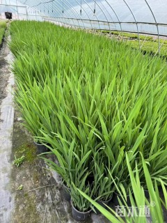高度30厘米火星花