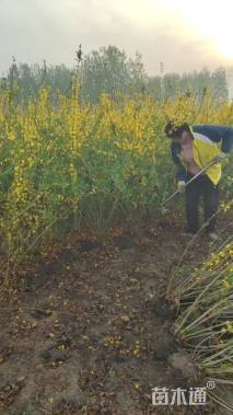 高度150厘米连翘