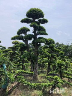 40公分造型榆树