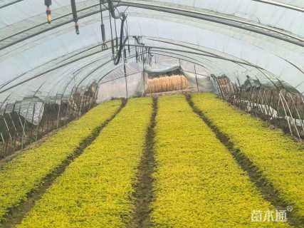 高度10厘米过路黄