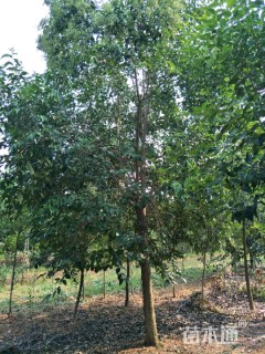 15公分大叶女贞