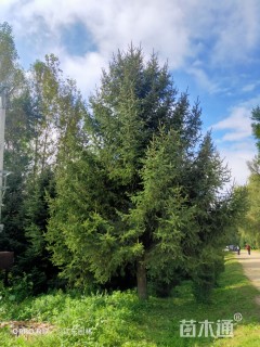 高度1200厘米云杉