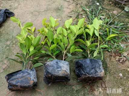 高度30厘米黄榕