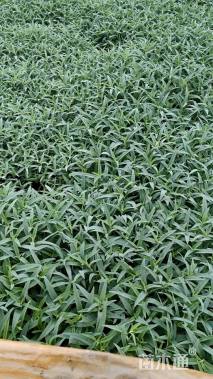 高度25厘米墨西哥鼠尾草