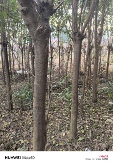 20公分大叶女贞