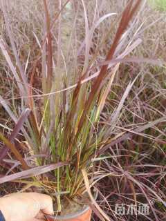 高度35厘米紫叶狼尾草
