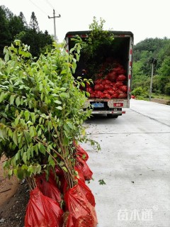 0.9公分福建山樱花
