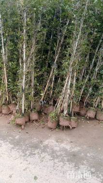 高度200厘米三角梅