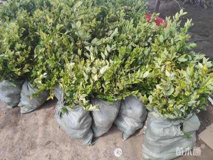 高度35厘米金森女贞