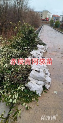 高度150厘米赤皮青冈