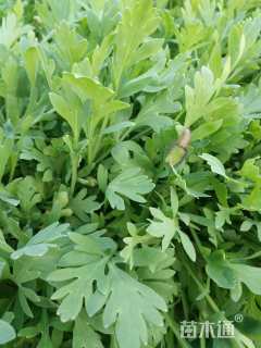 高度15厘米冰岛虞美人