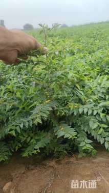 高度70厘米酸枣