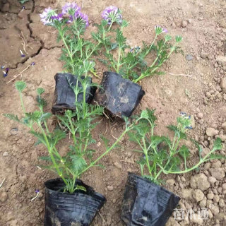 高度37厘米美女樱