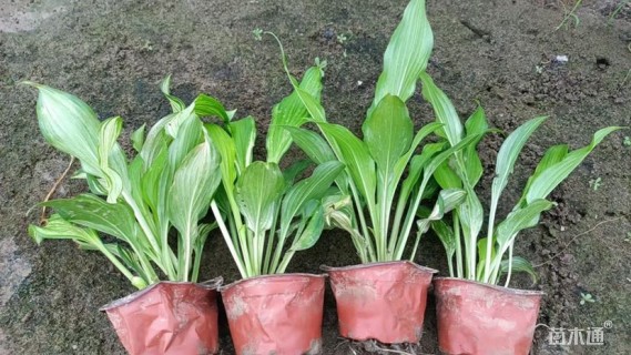 高度20厘米花叶玉簪